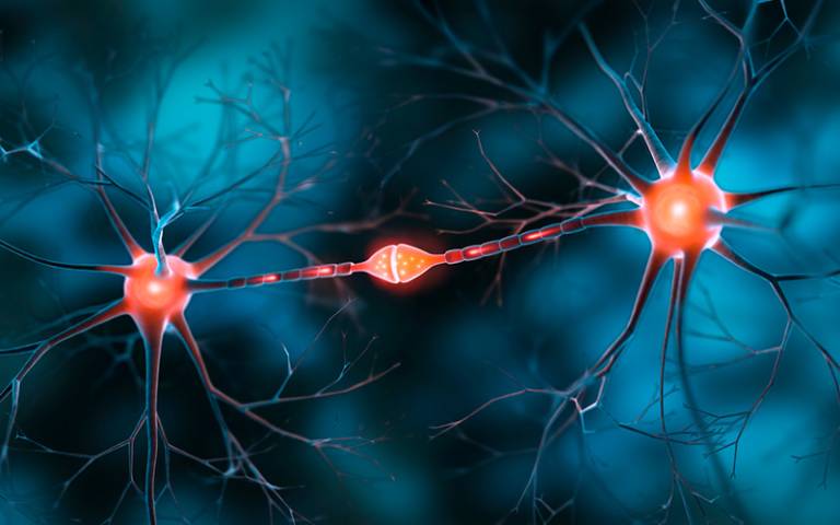 El Cerebro Elimina Toxinas durante el Sueño